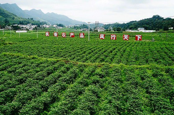 辣椒全產(chǎn)業(yè)鏈發(fā)展