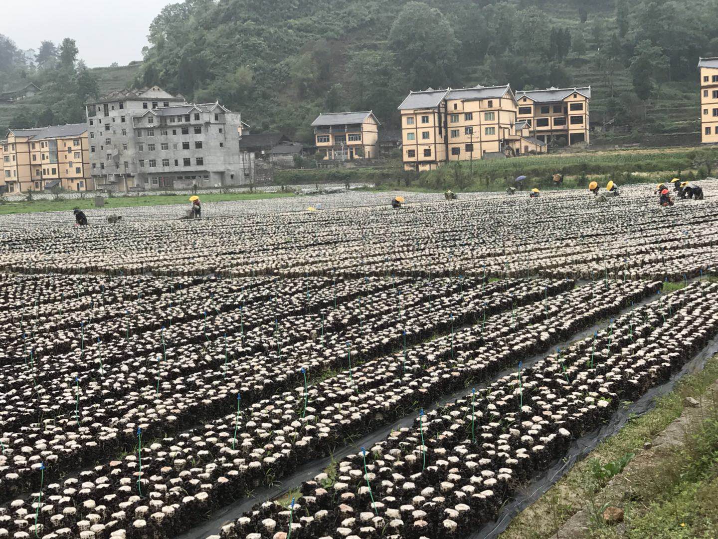 露地排栽